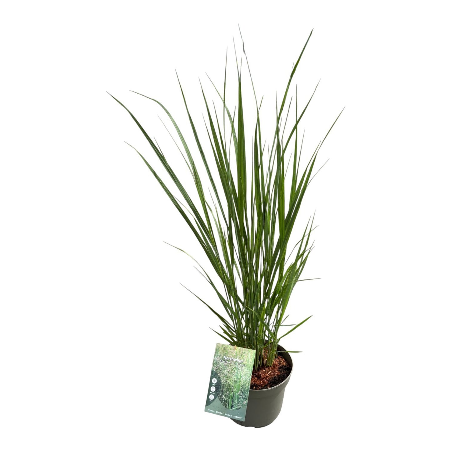 Panicum North Wind 70cm 23cm Pot