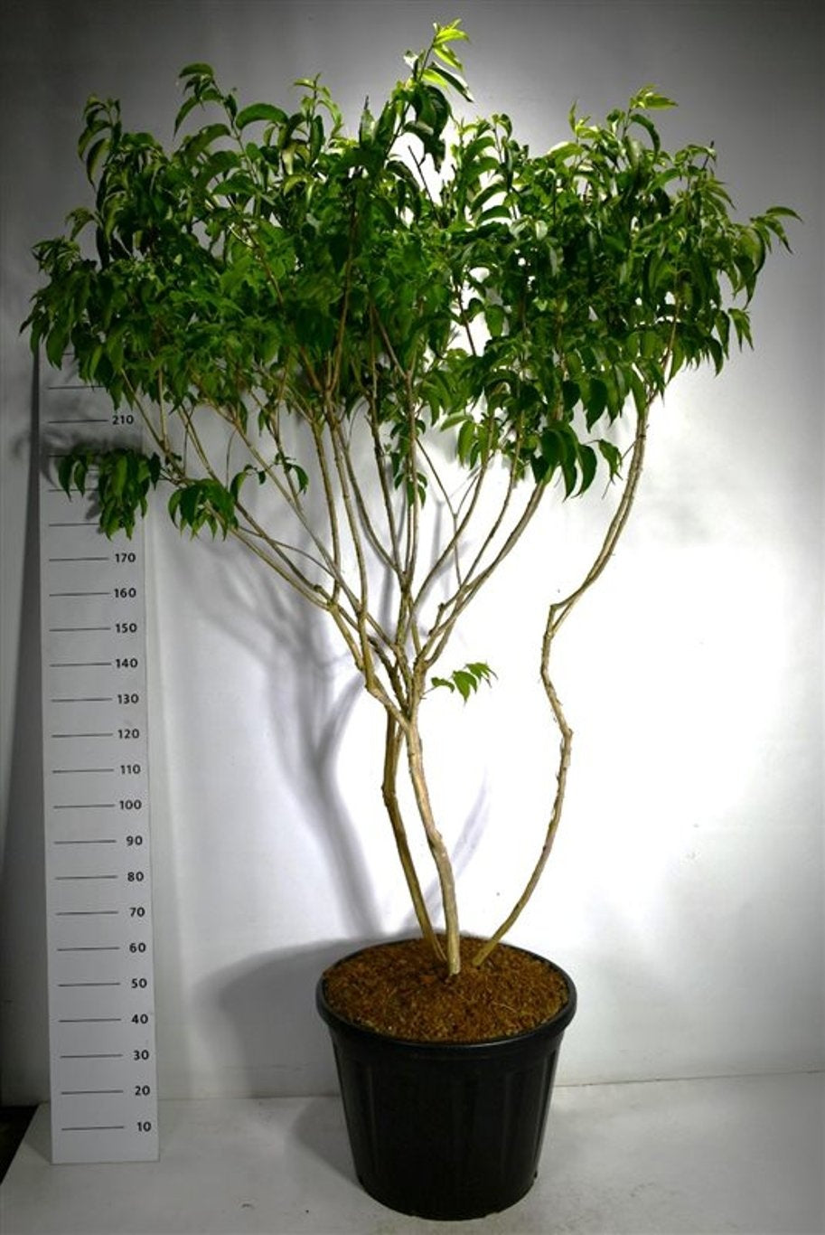 Heptacodium miconioides 260cm 65cm Pot