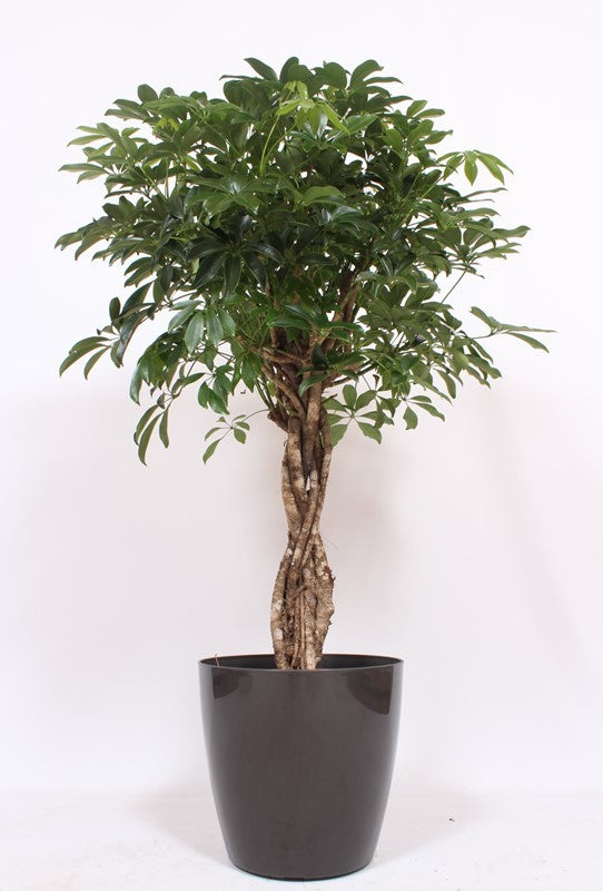 Schefflera Compacta 130cm 36cm Pot