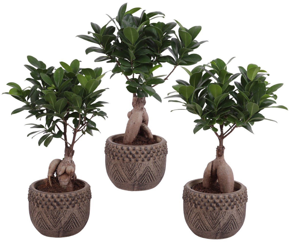 Ficus Ginseng 30cm 12cm Pot