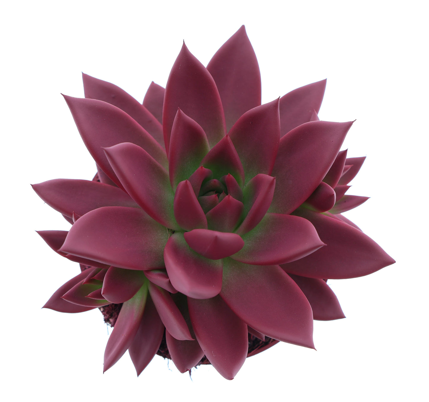 Rainbow bordeaux red 12cm 510cm Pot