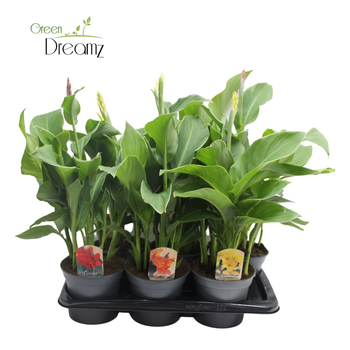 Canna mix 70cm 17cm Pot