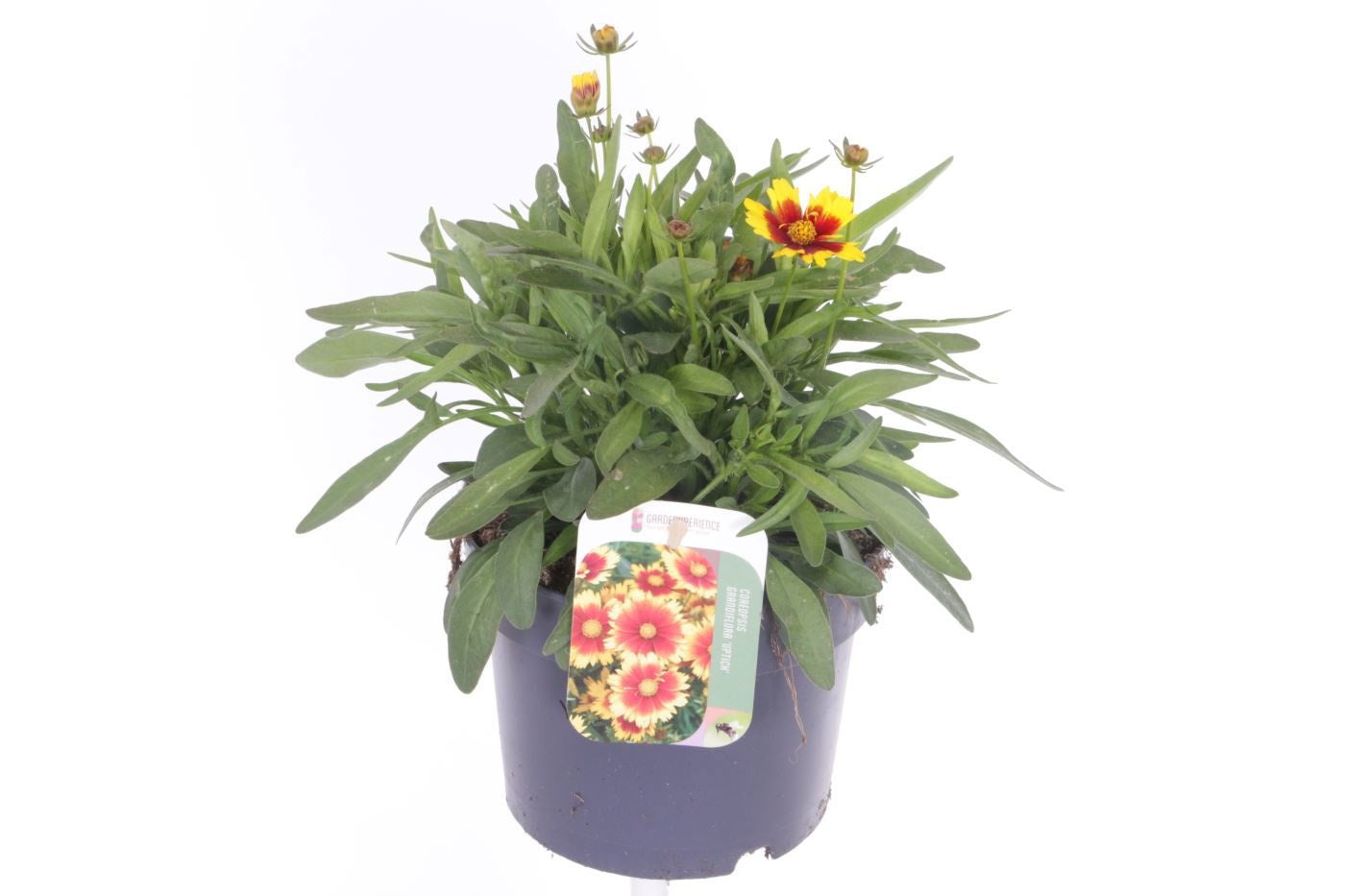 Coreopsis grandiflora 30cm 17cm Pot