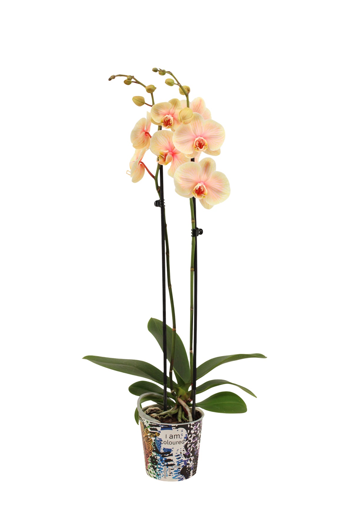 Phalaenopsis Hybrid 55cm 12cm Pot