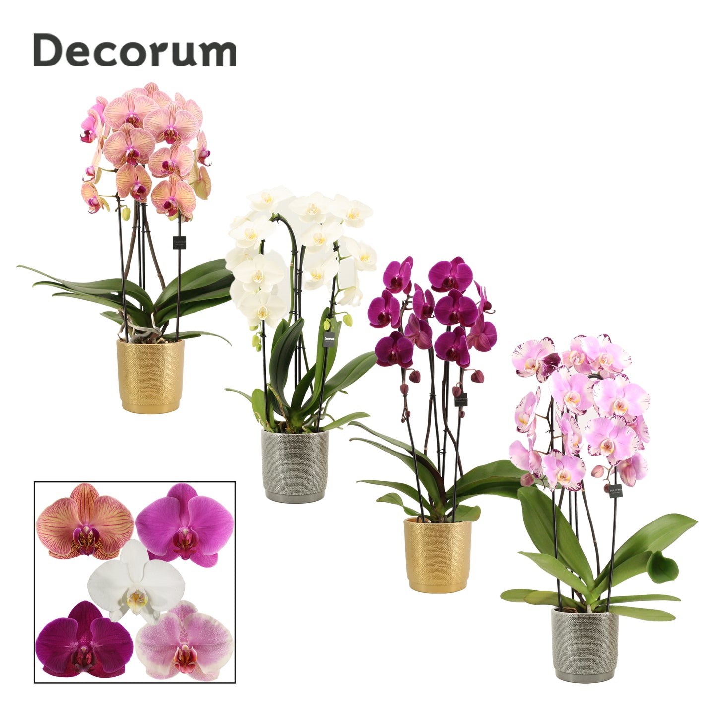 Phalaenopsis mix 55cm 12cm Pot