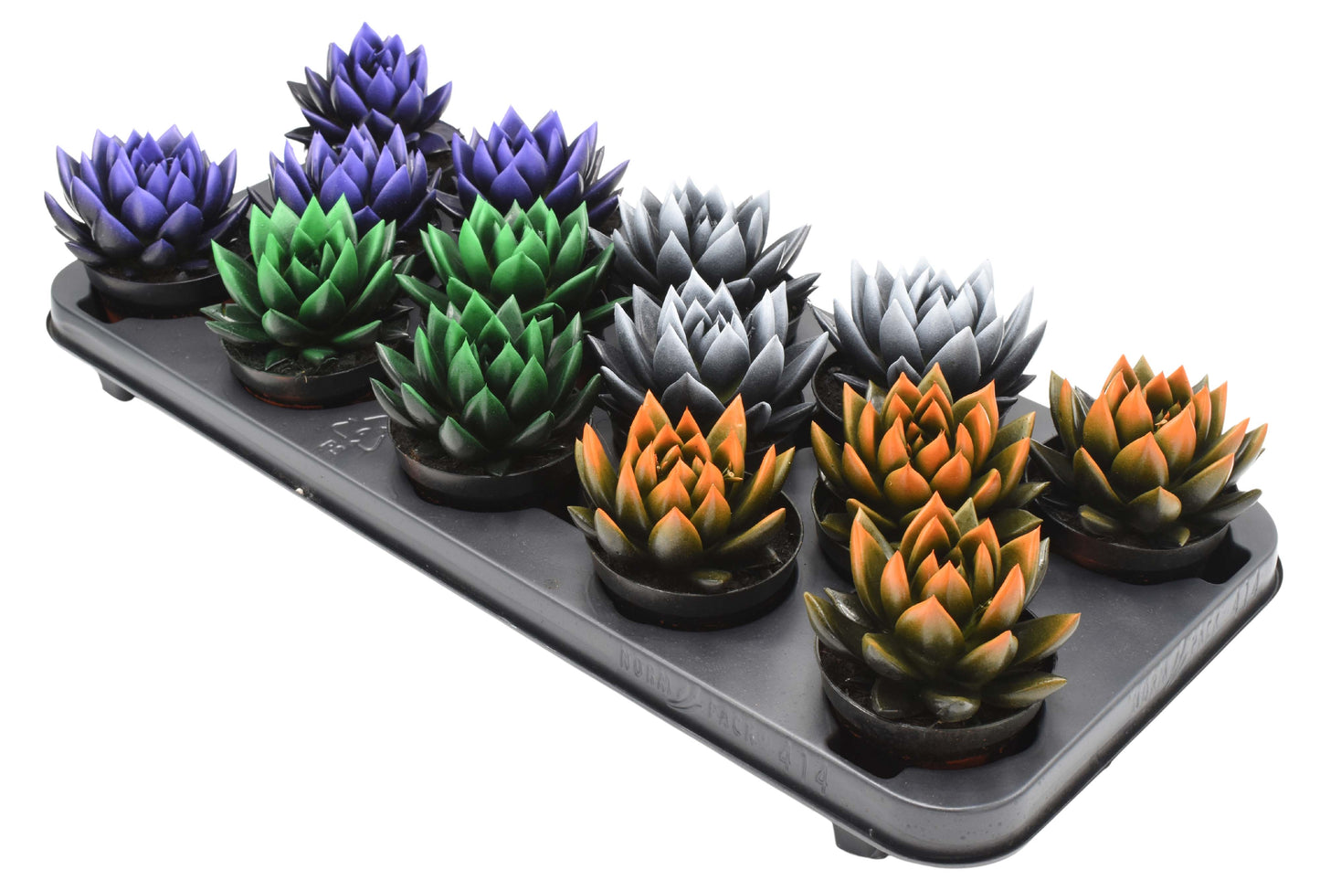 Echeveria Miranda mix 11cm 8.5cm Pot