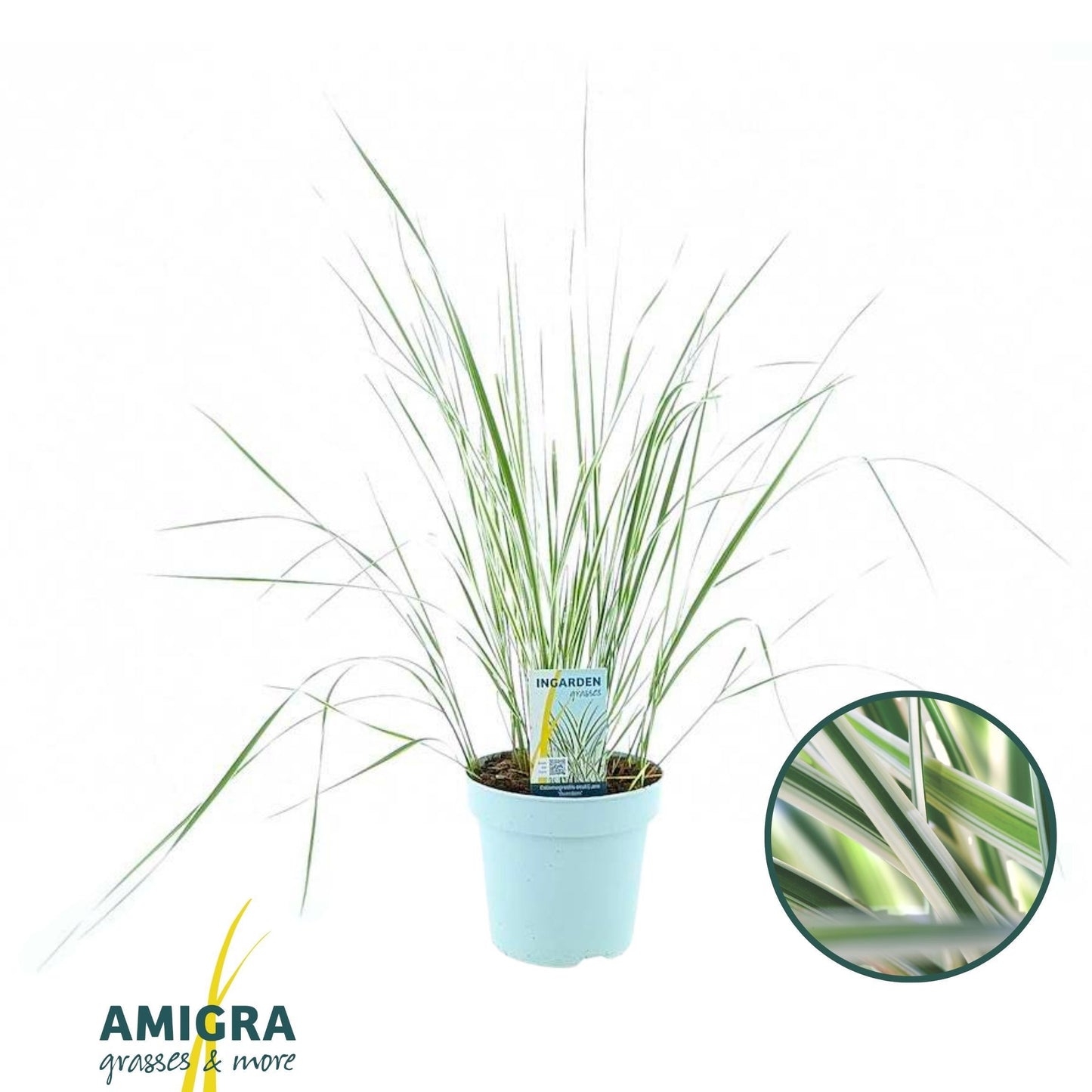 Calamagrostis Overdam 65cm 17cm Pot