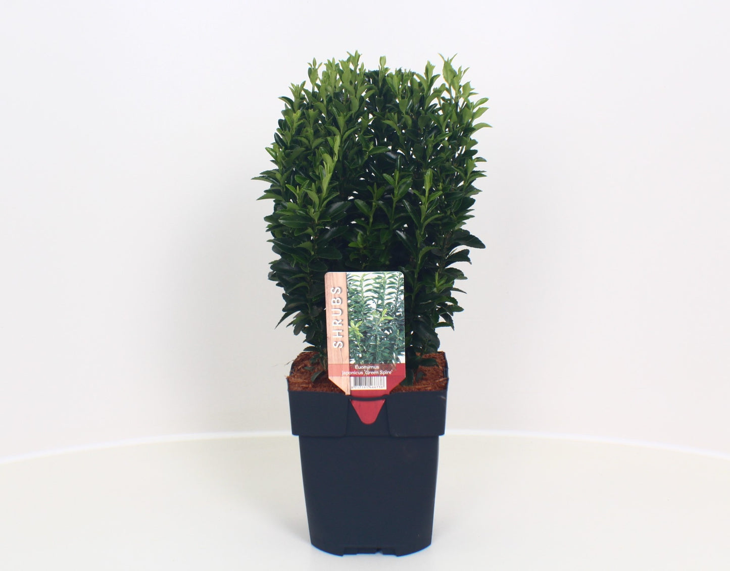 Euonymus Green Spire 45cm 17cm Pot