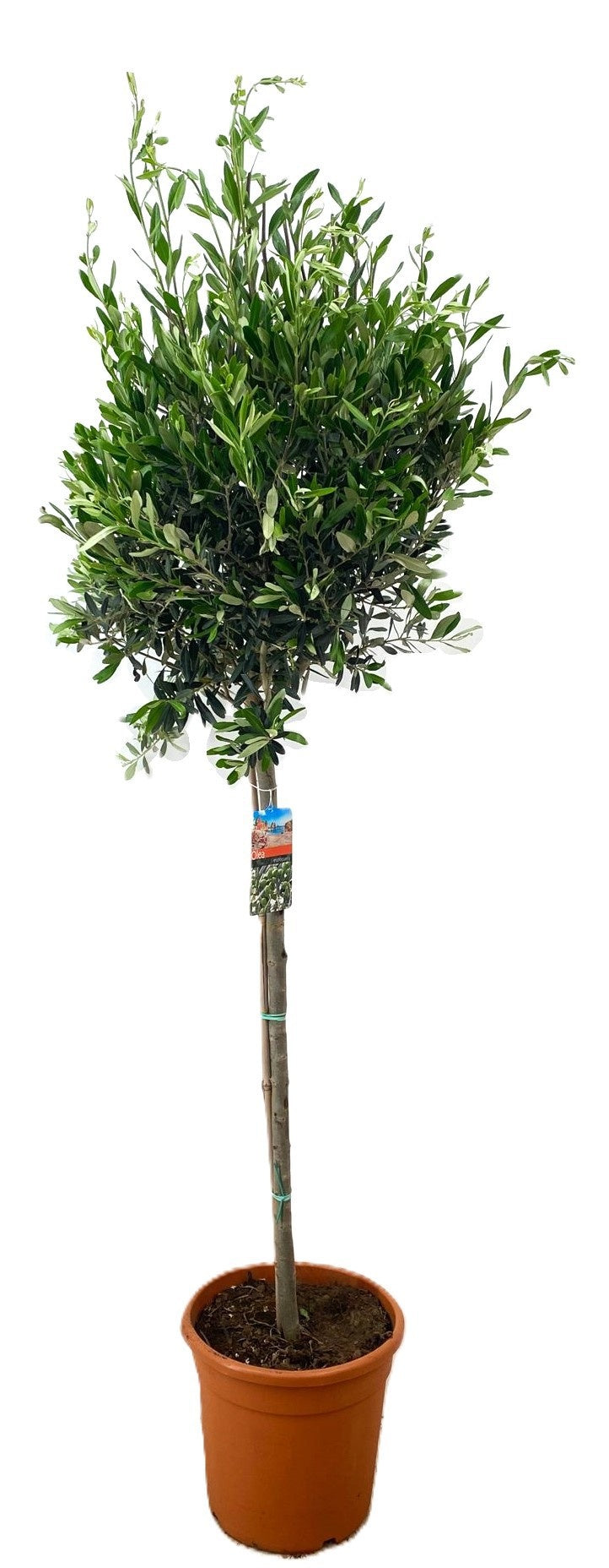Olea europaea 220cm 38cm Pot
