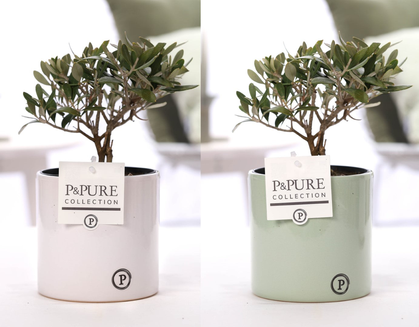 Olea europaea 30cm 12cm Pot