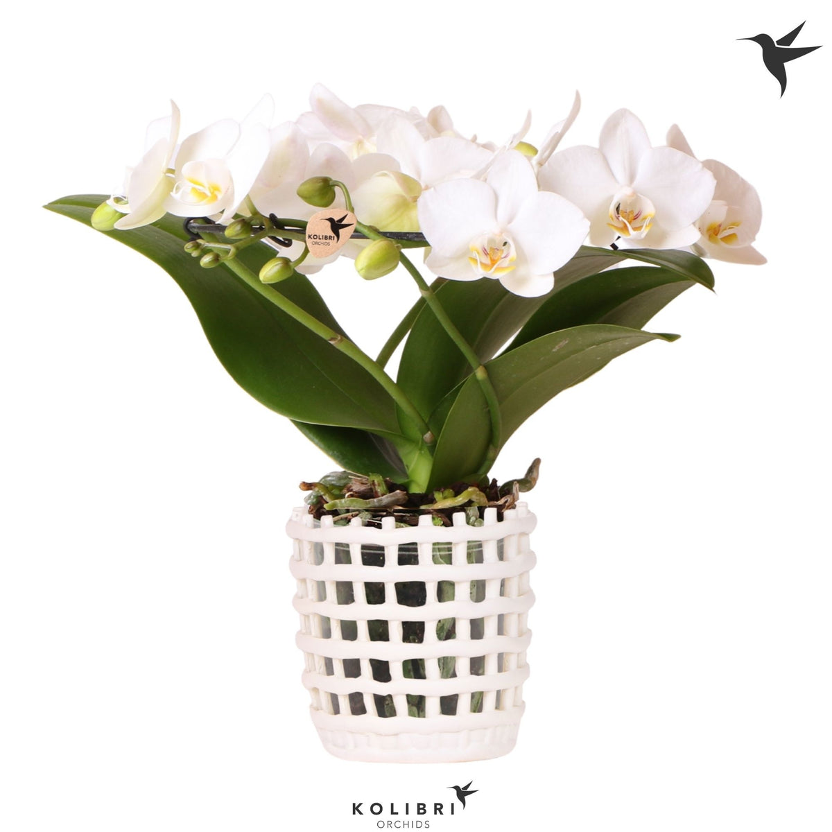 Phalaenopsis multiflora white 30cm 9cm Pot