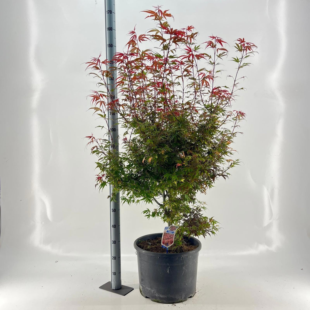 Acer Shaina 150cm 40cm Pot