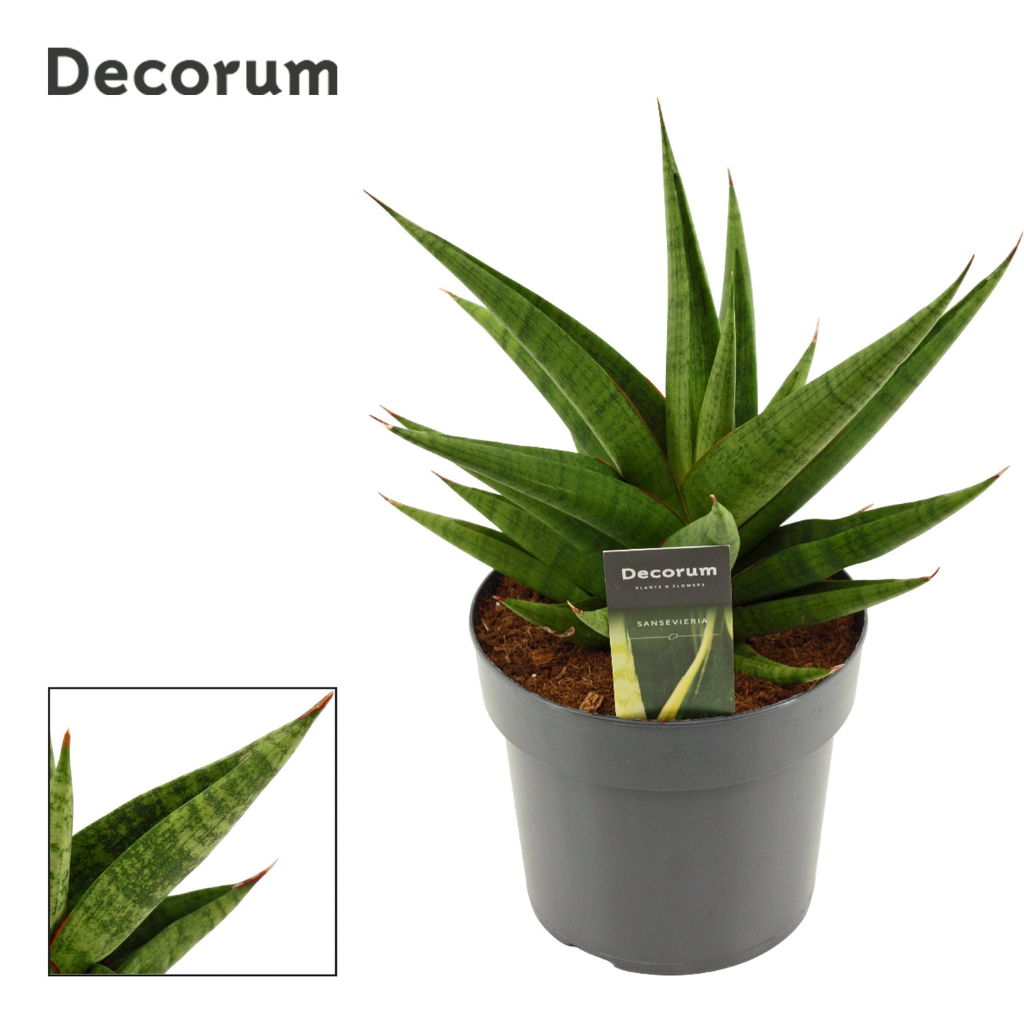 Sansevieria 30cm 17cm Pot