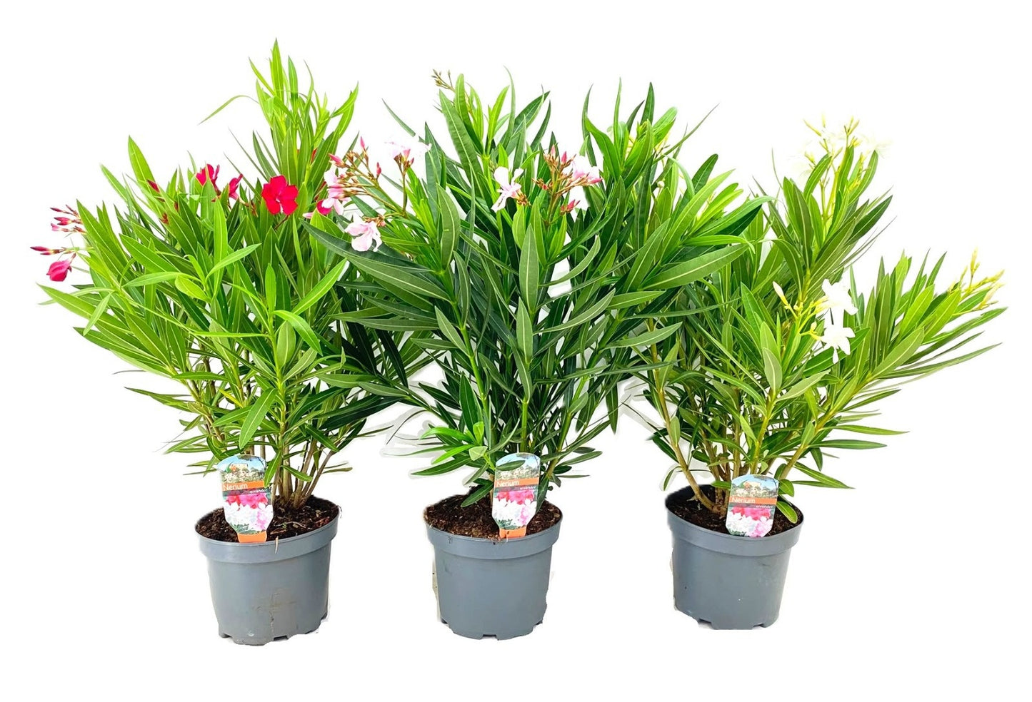 Nerium oleander mix 70cm 19cm Pot