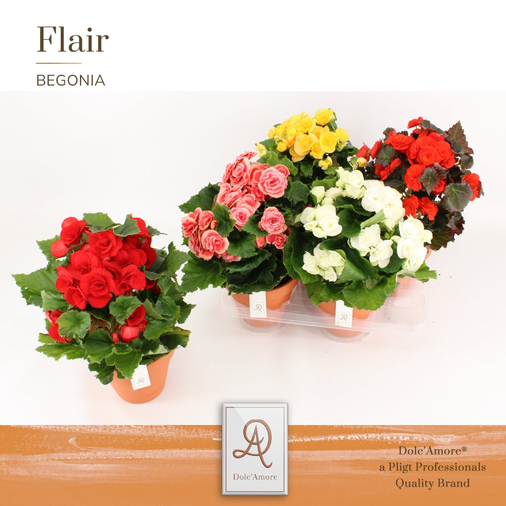 Pligt Professionals BV Begonia elatior ceramic mix Pack of 4