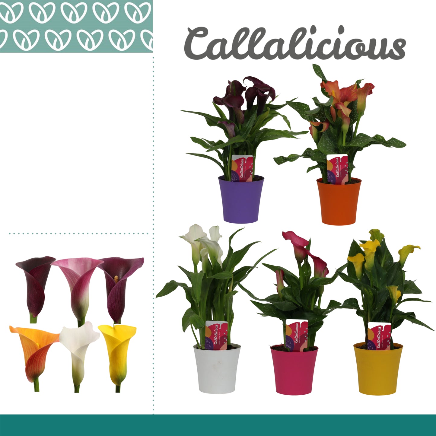 Zantedeschia mix 25cm 10.5cm Pot