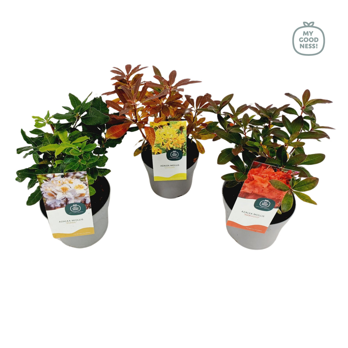 Rhododendron mollis mix 45cm 17cm Pot