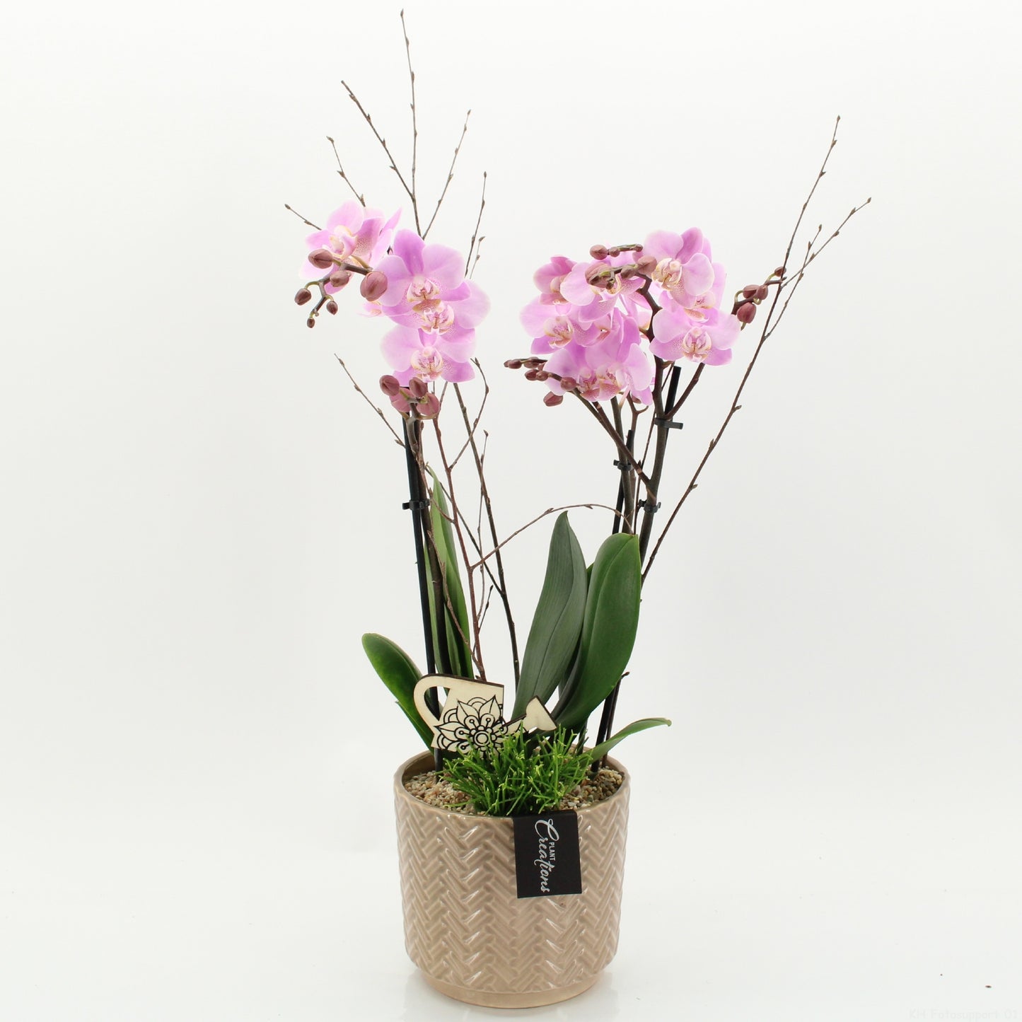PHAL-2621RZ Phalaenopsis creatie 60cm 16cm Pot