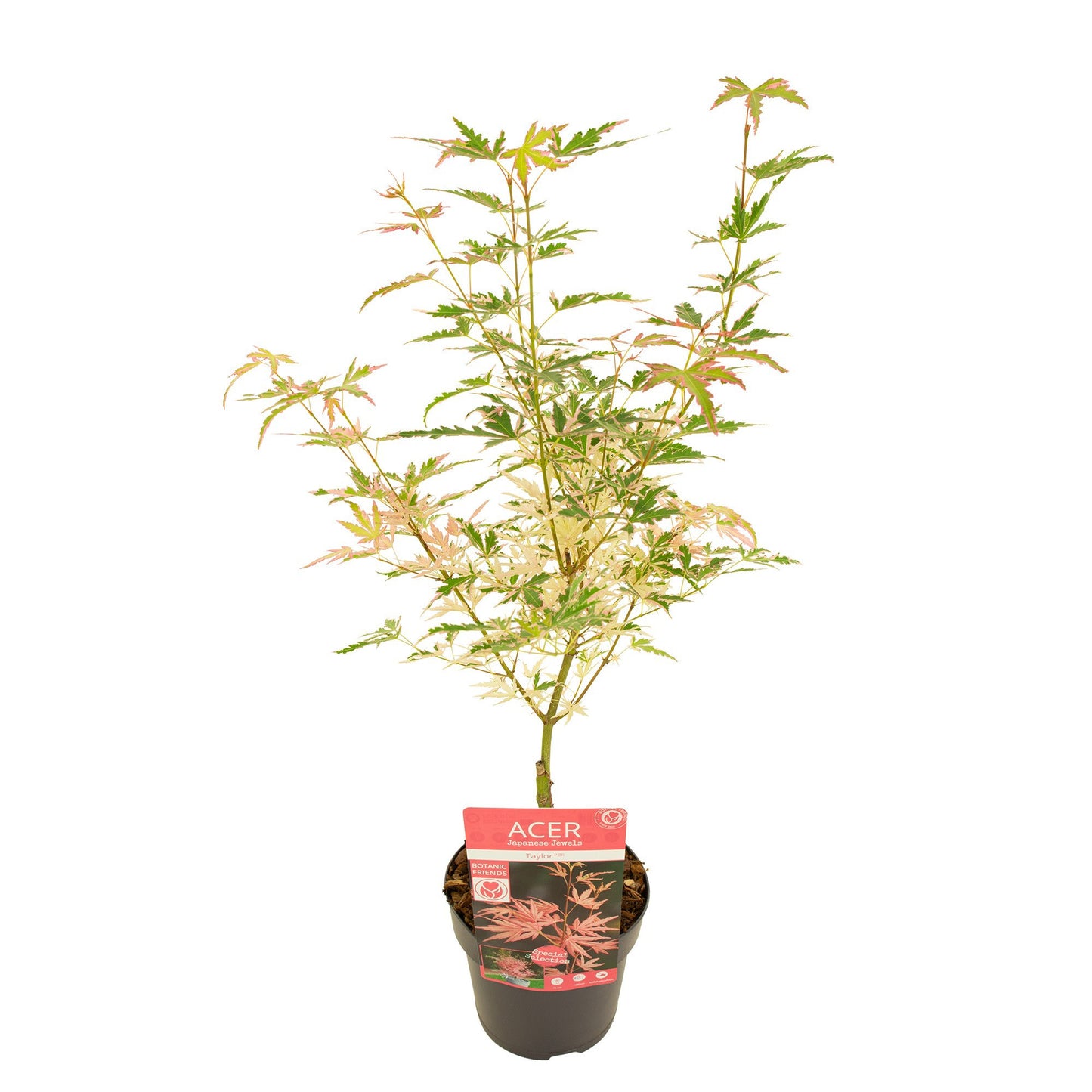 Acer Taylor 45cm 15cm Pot
