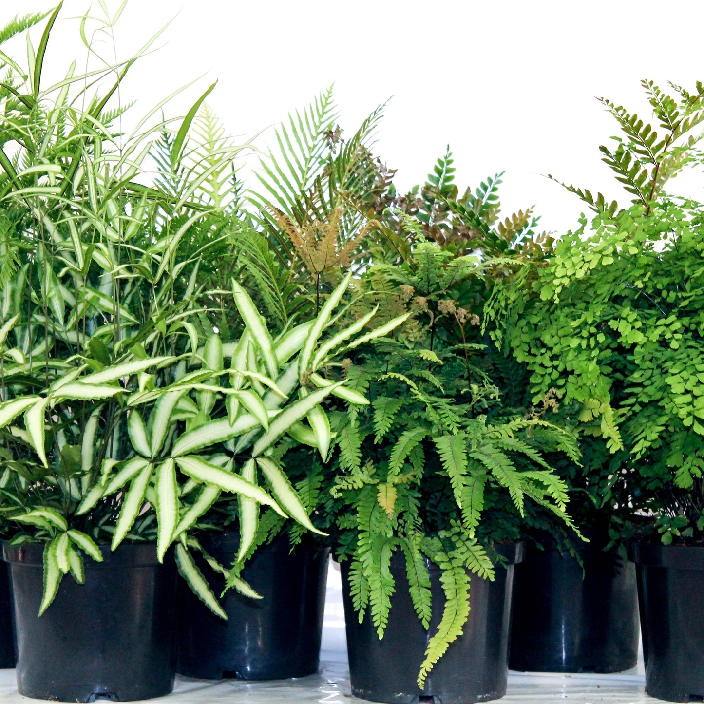 Ferns mix 70cm 24cm Pot