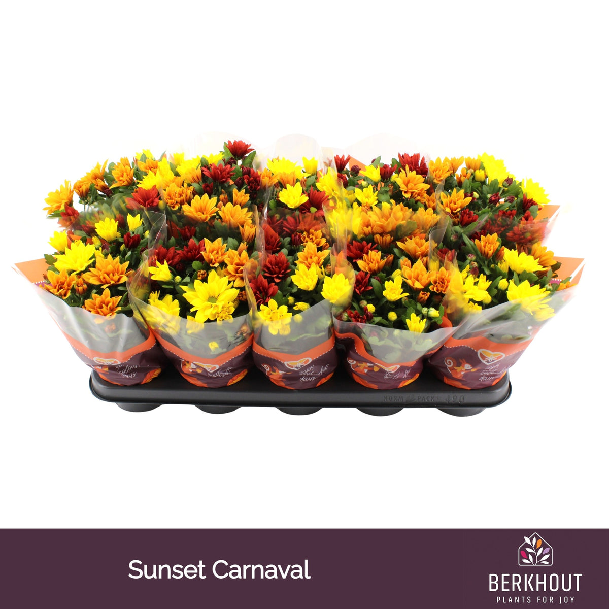 Chrysanthemum carnaval mix 26cm 12cm Pot