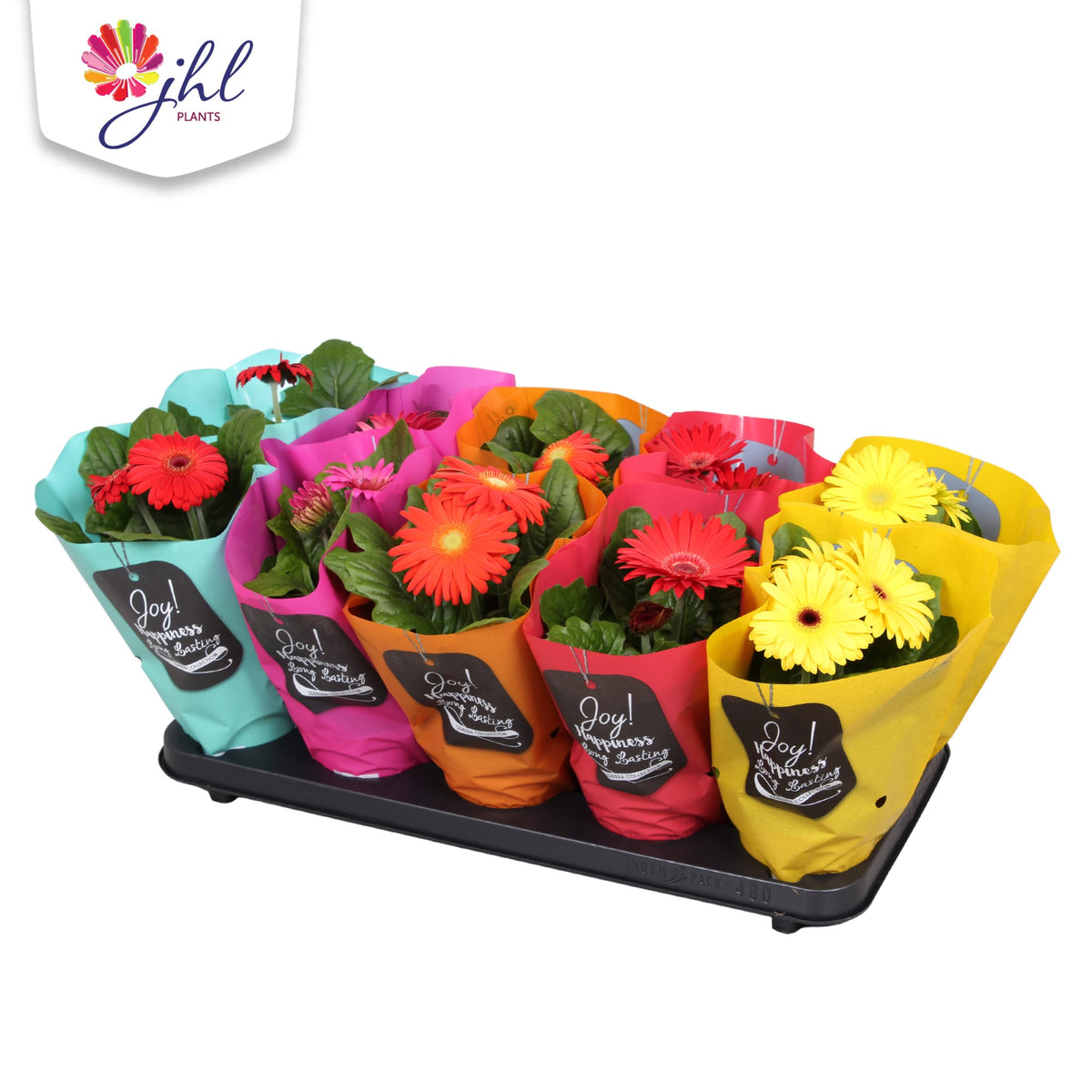 Gerbera Colourgame mix 30cm 12cm Pot