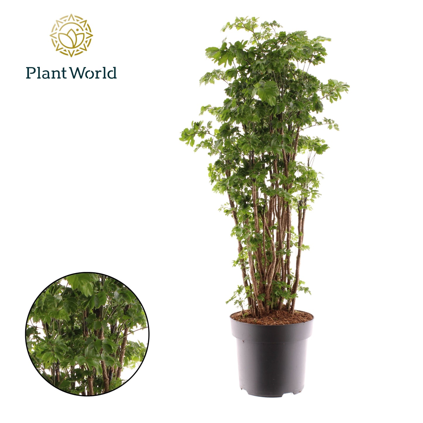 Polyscias Roble 90cm 24cm Pot