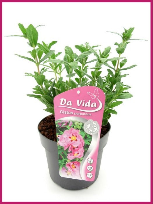 Van den Dool Cultures BV Cistus lusitanicus Decumbens Pack of 1