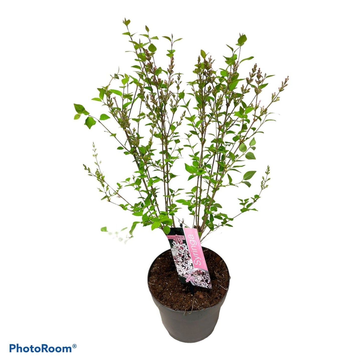 Syringa Hybrid 65cm 19cm Pot