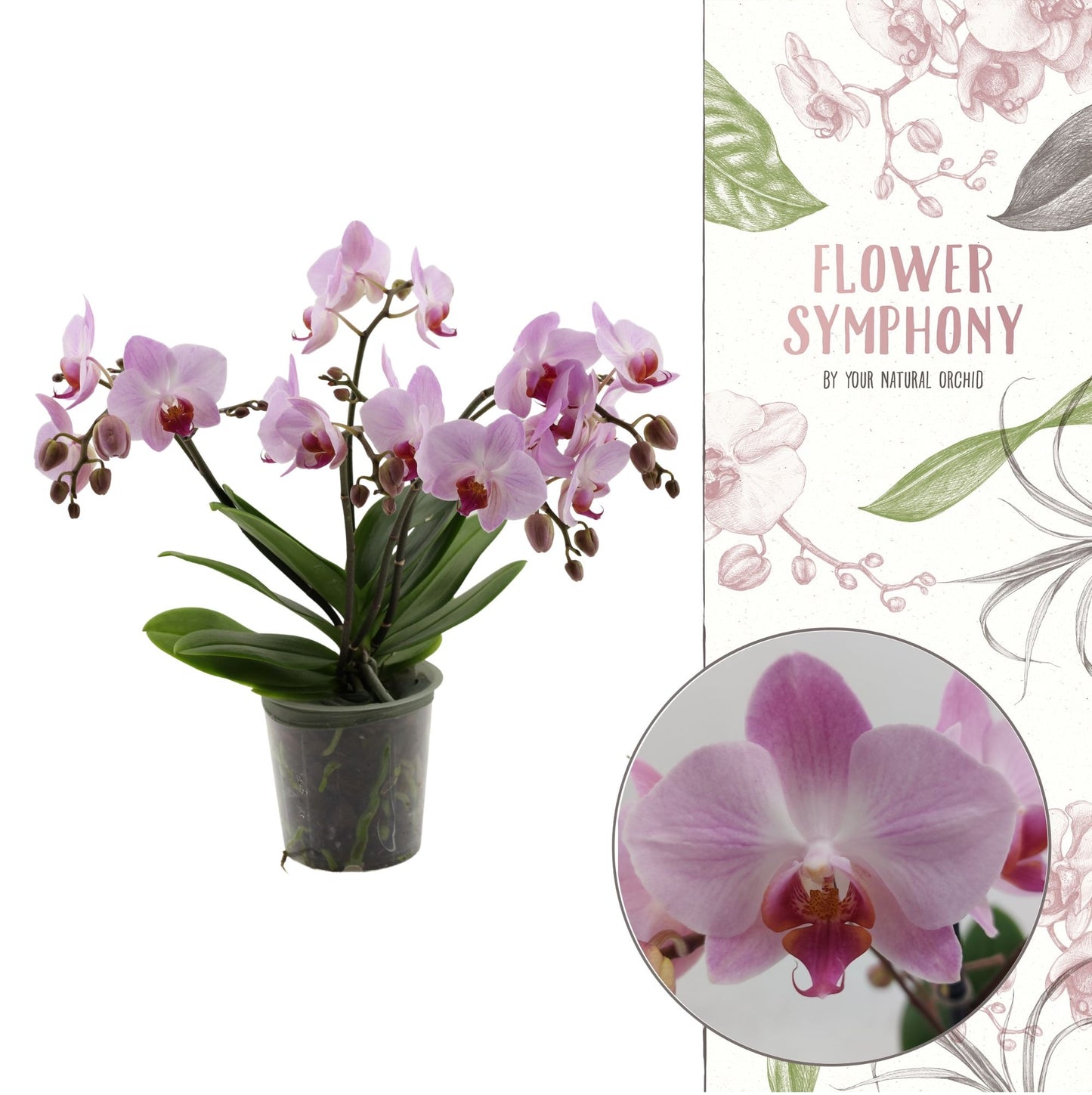 Phalaenopsis mf. Antwerp 45cm 12cm Pot