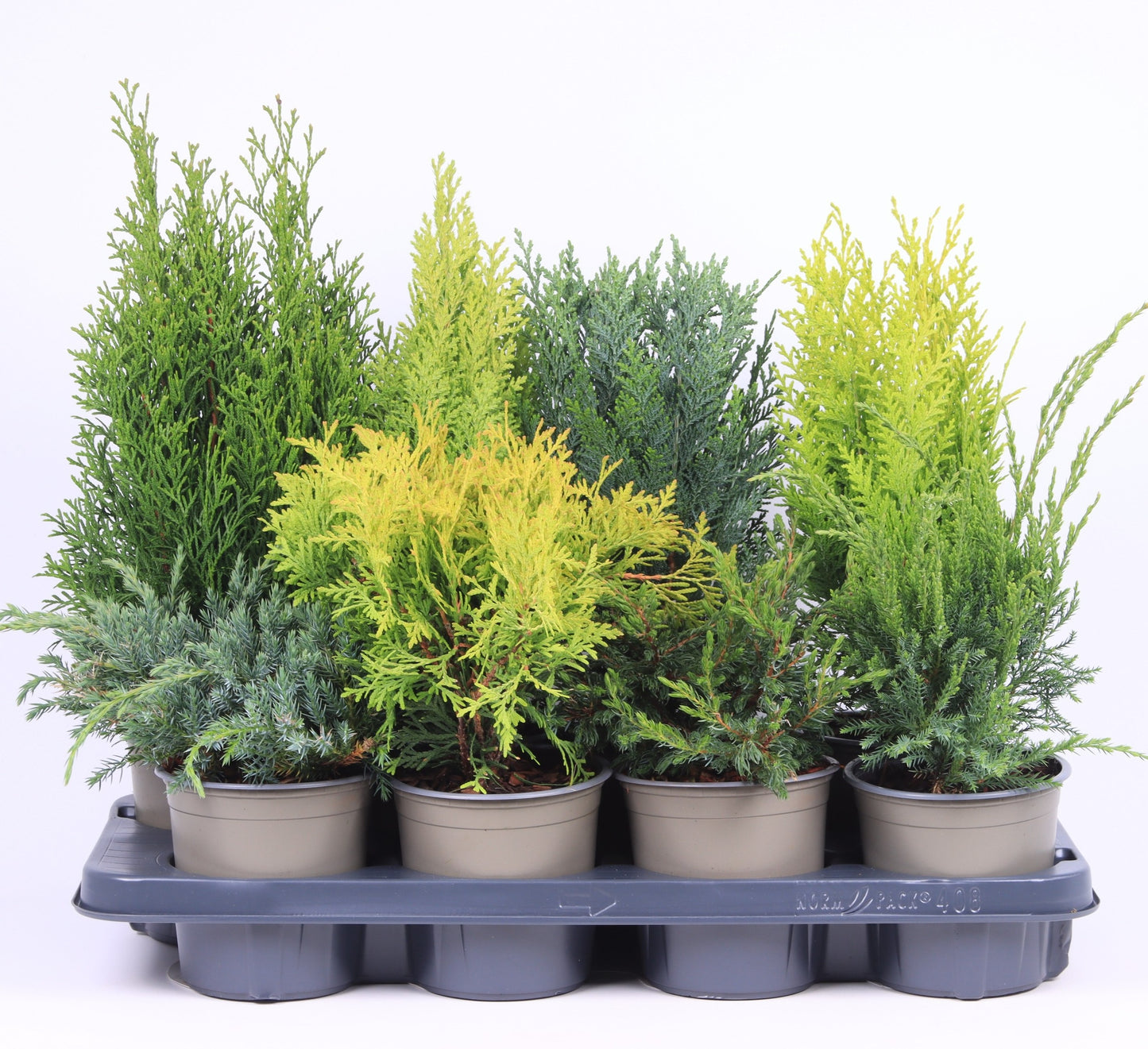 Conifer mix 40cm 13cm Pot