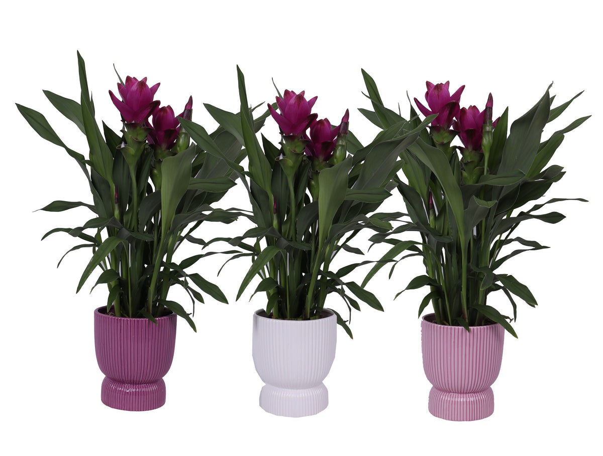 Curcuma Siam Sublime 55cm 12cm Pot