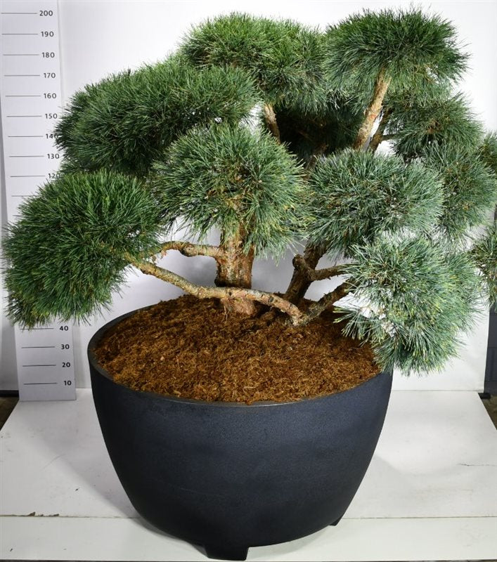 Pinus syl. Repens 220cm 120cm Pot