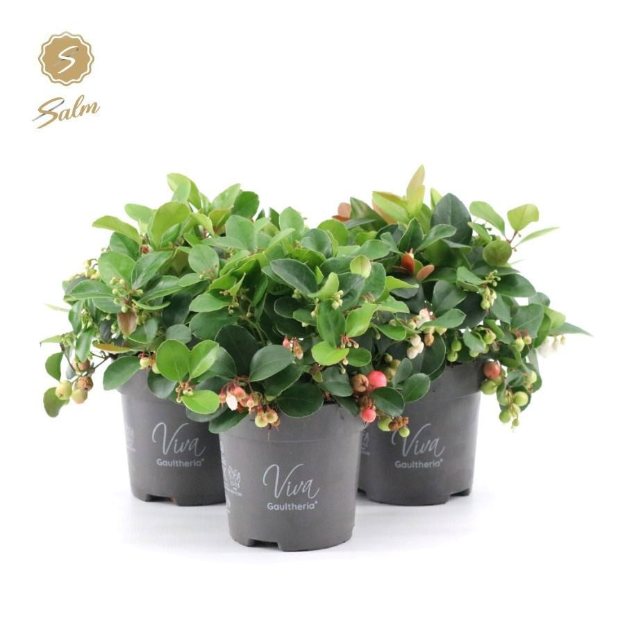 Gaultheria procumbens Big Berry 20cm 10cm Pot
