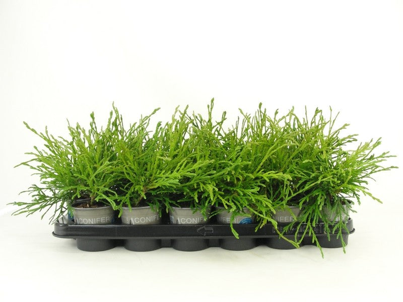 Thuja plicata 20cm 9cm Pot
