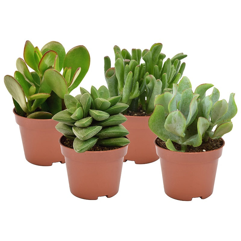 Crassula mix 8cm 6cm Pot