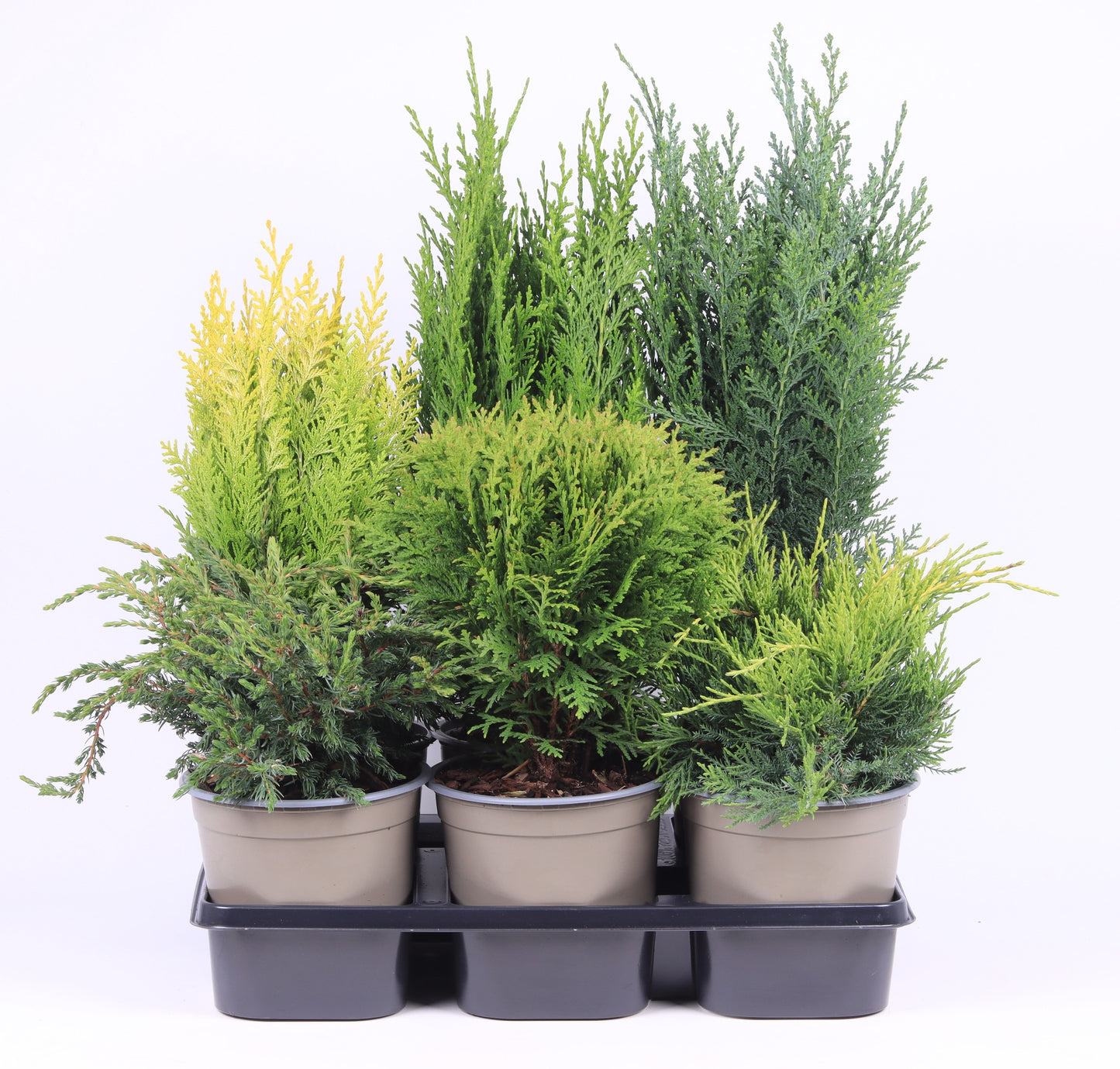 Conifer mix 40cm 15cm Pot