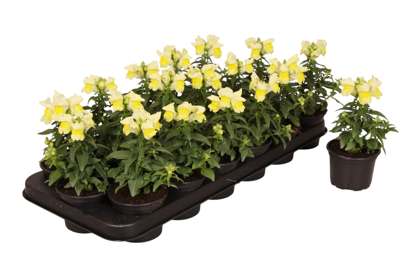 Antirrhinum yellow 20cm 9cm Pot