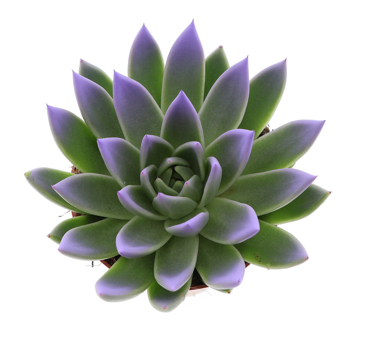 Miranda tips dark milka 15cm 12cm Pot