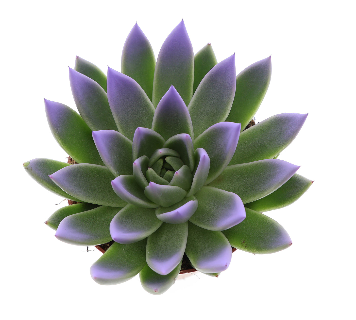 Miranda tips dark milka 15cm 12cm Pot