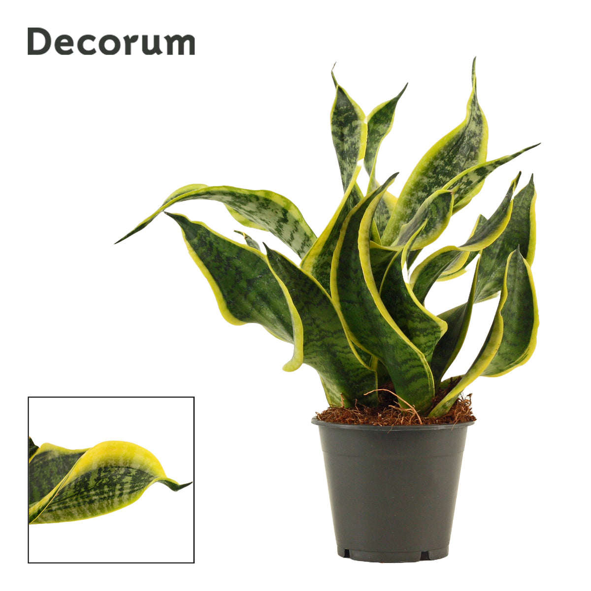 Sansevieria Dragon Tongue 35cm 12cm Pot