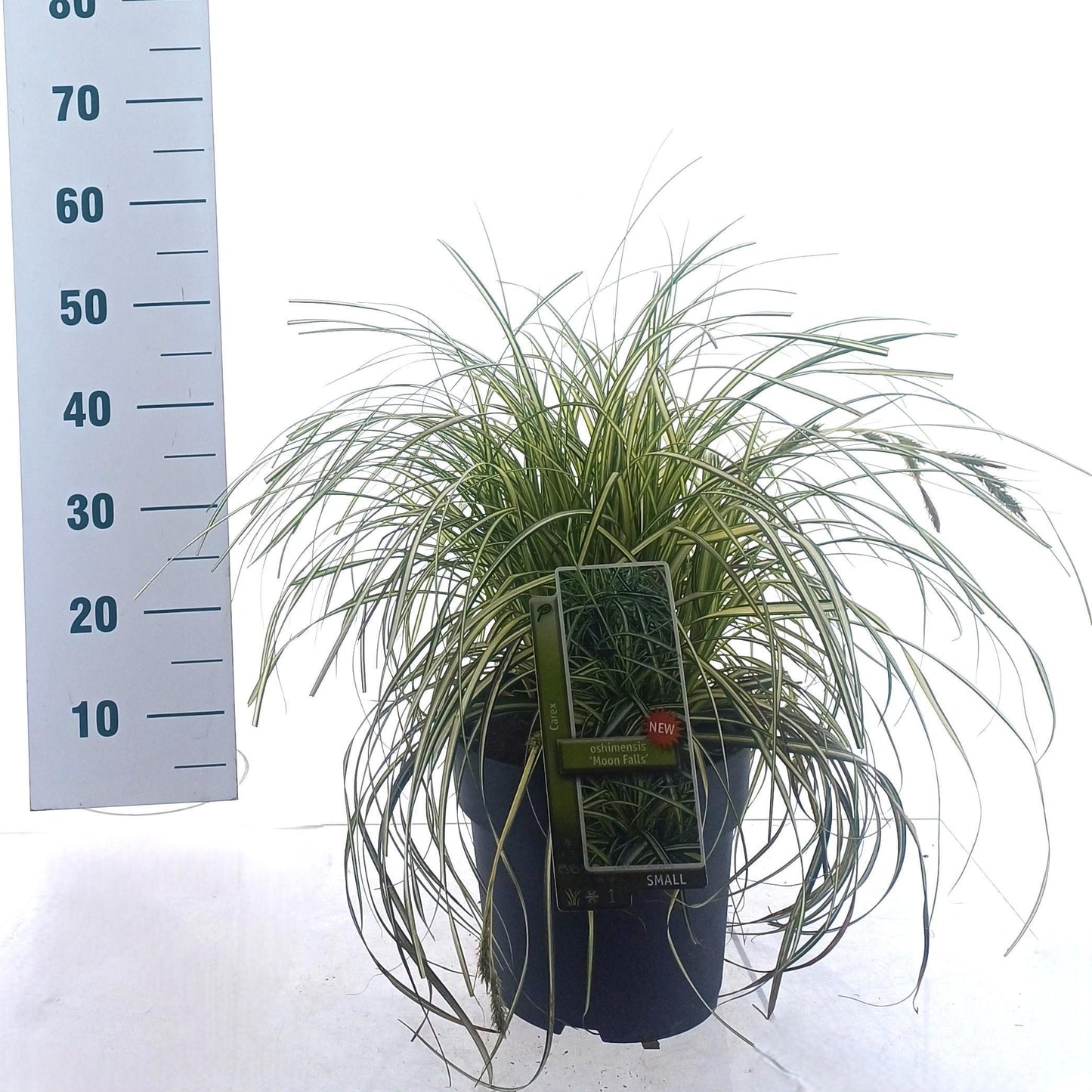 Carex oshimensis 40cm 23cm Pot