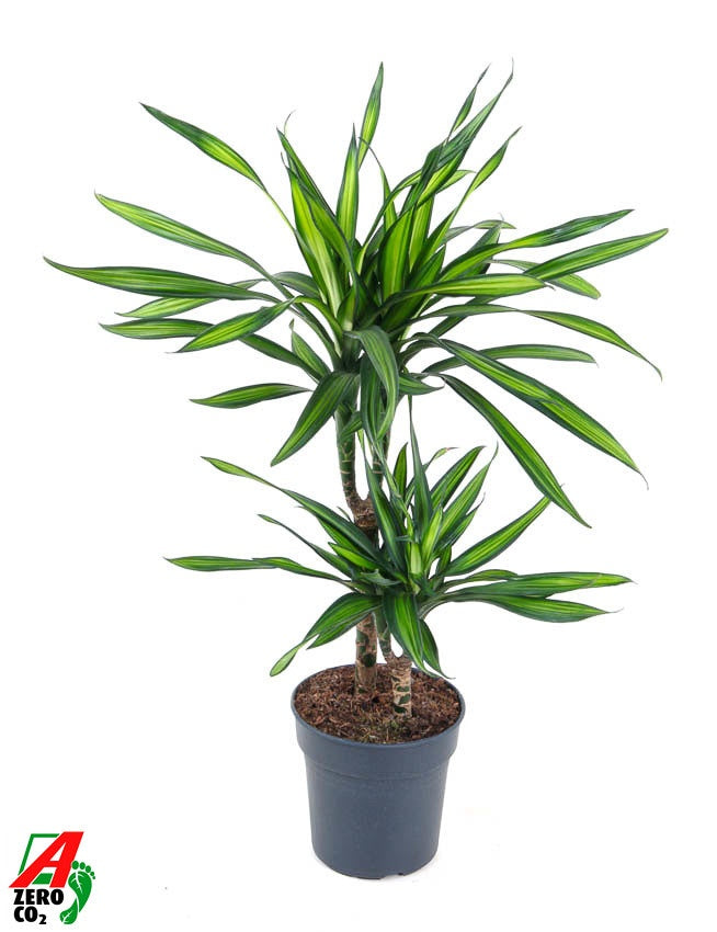 Dracaena frag. Riki 80cm 19cm Pot