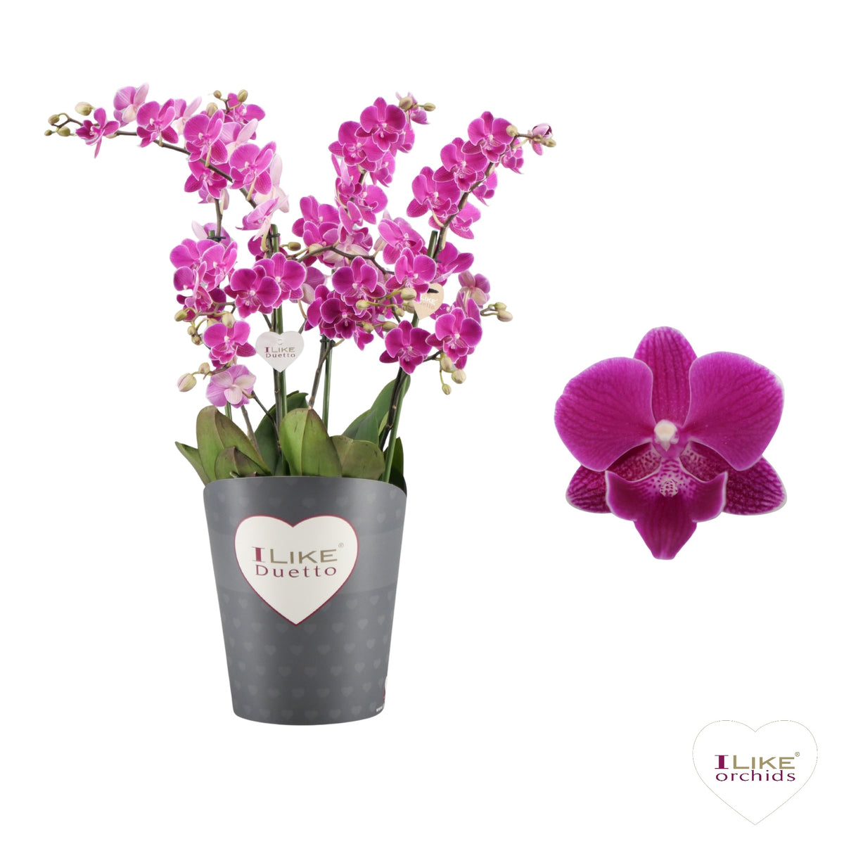 Phalaenopsis Purple 50cm 17cm Pot