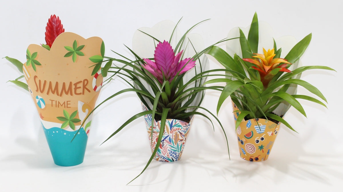 Bromelia mix 30cm 10.5cm Pot