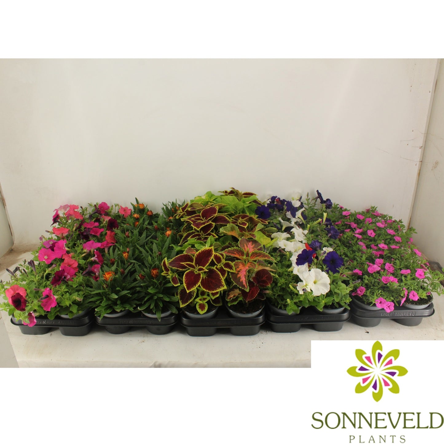 Annual plants assorti 25cm 12cm Pot