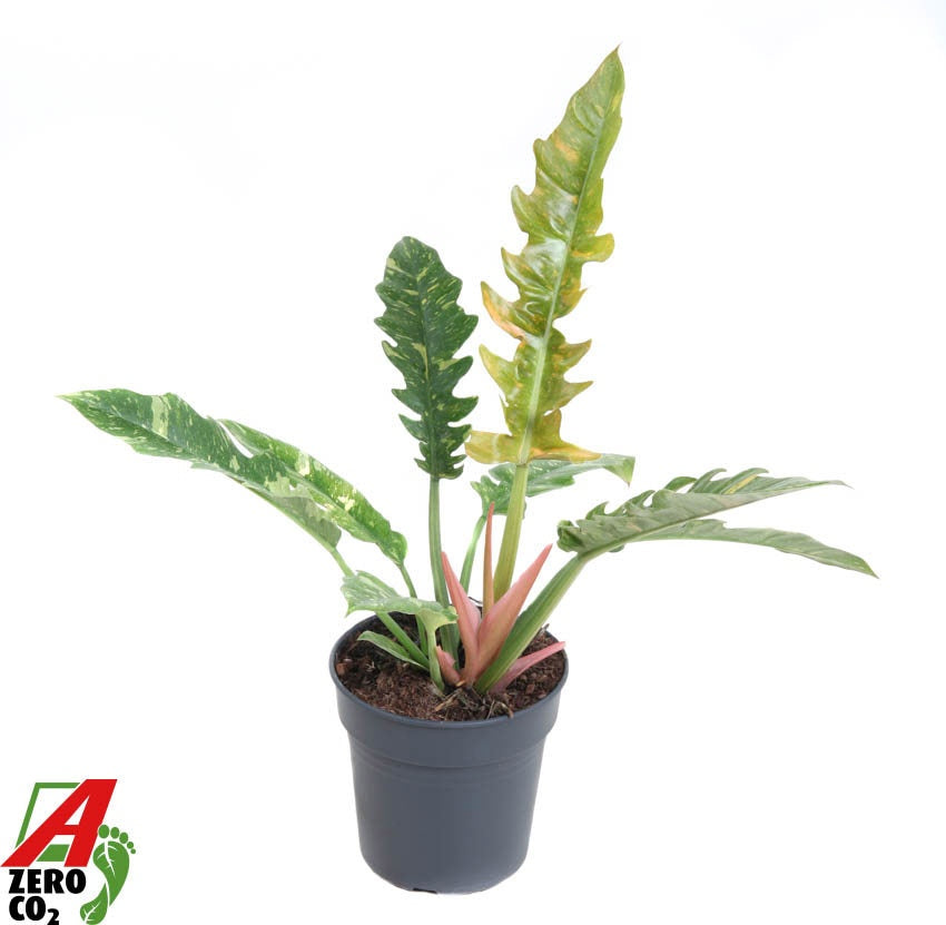 Philodendron Ring of Fire 60cm 19cm Pot