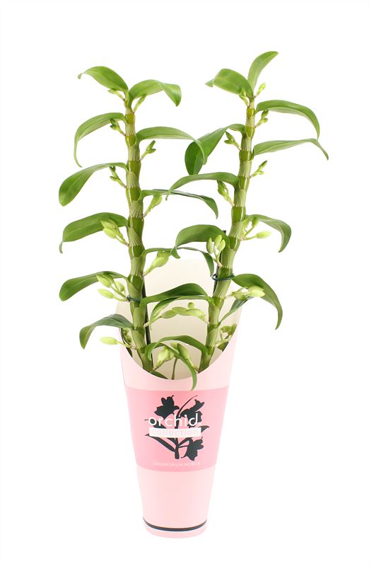 Dendrobium Apollon 50cm 12cm Pot