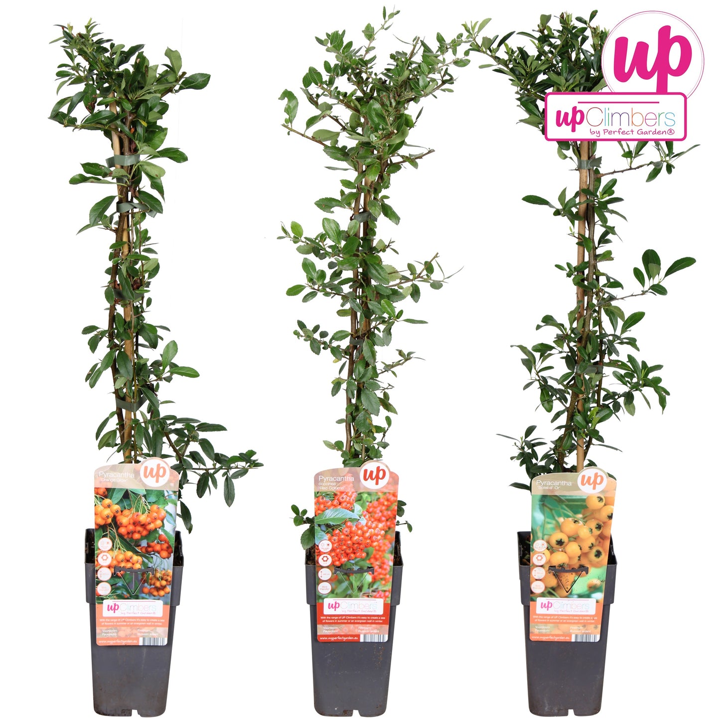 Pyracantha Mix 65cm 15cm Pot