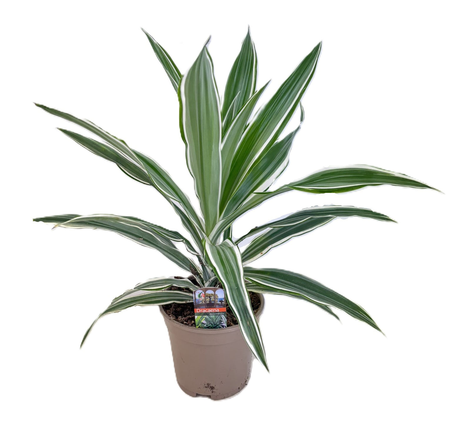 Dracaena fragrans White Stripe 40cm 17cm Pot